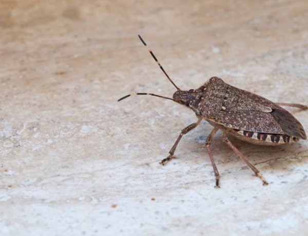 Poloska – Egyre több poloskával találkozhatunk az őszi időjárás beköszöntével