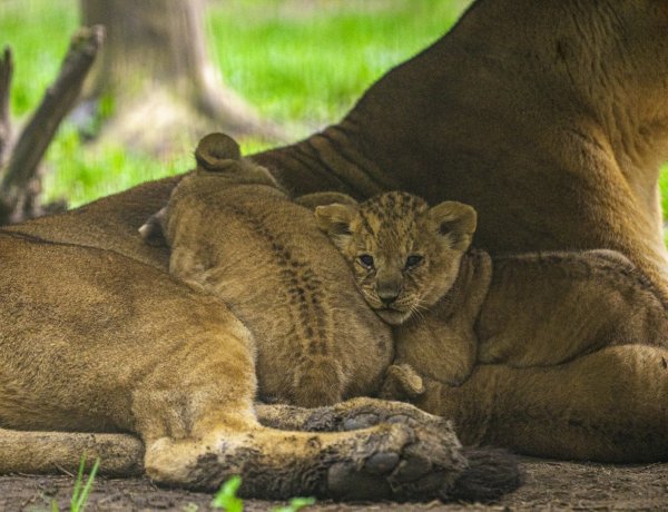 Négyes ikrek születtek a Nyíregyházi Állatpark oroszláncsaládjában