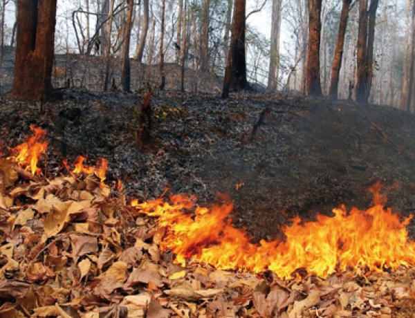 Tűzgyújtás – Tavasz óta tilos az avar és a kerti hulladék égetése Nyíregyházán