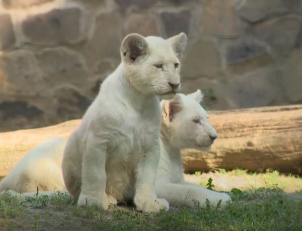 Videó! - Három hónaposak lettek a Nyíregyházi Állatpark fehér oroszlánkölykei