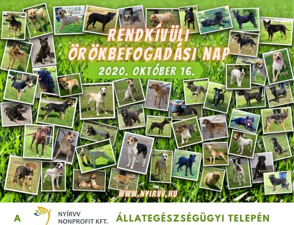 Ismét Rendkívüli Örökbefogadási Napot tartanak Nyíregyházán, október 16-án!