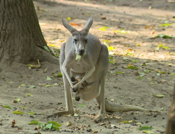 Már láthatóak a nemrég született vörös óriáskenguruk a Nyíregyházi Állatparkban