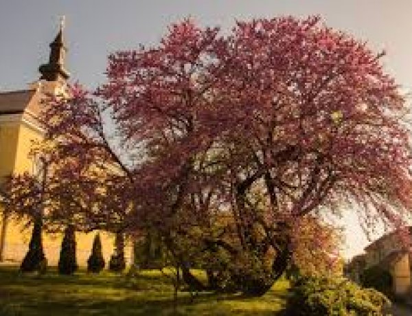 Idén is megválasztották az Év fáját – Online szavazáson 5091 vokssal győzött a nyertes