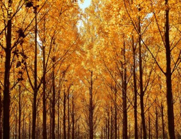 Országos Meteorológiai Szolgálat: csendes, őszi idővel indul a hét