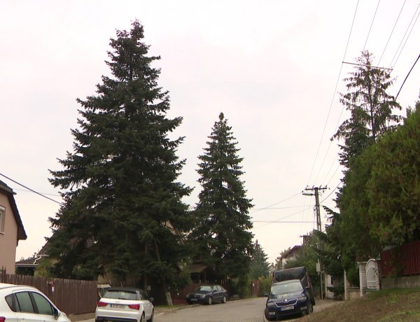 Kiválasztották Nyíregyháza karácsonyfáját, meglepetés is kerül a fenyőre – Videó!