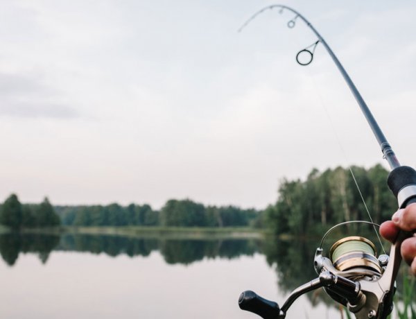 Halak a szatyorban – Az elmúlt hetekben több vádiratot is benyújtottak állatkínzás miatt