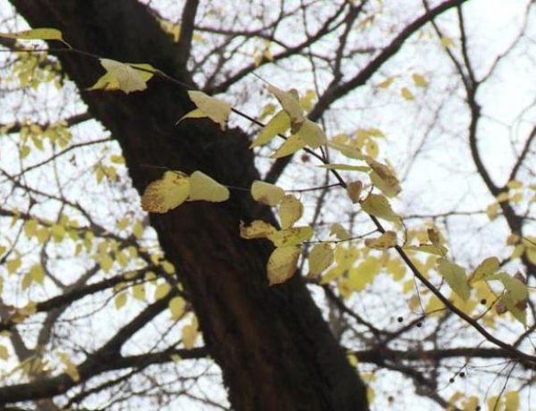 Többnyire erősen felhős vagy borult lesz az ég, csak rövid napos időszakok lehetnek