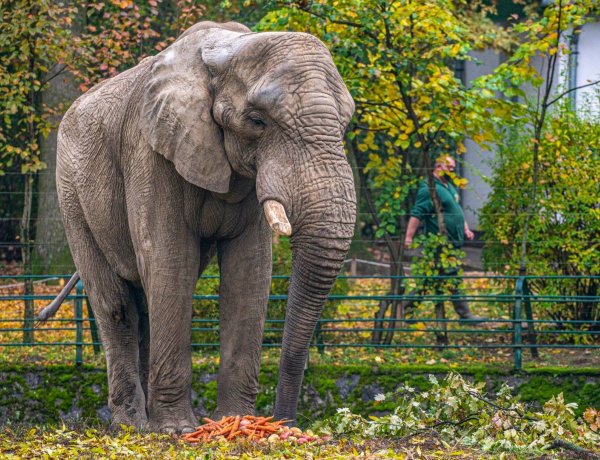 2 év távollét után visszatért a Nyíregyházi Állatparkba Jack, az afrikai elefánt