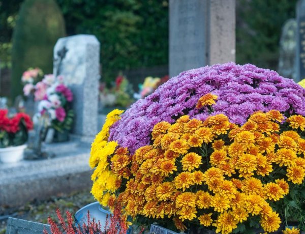 Mindenszentek hete – Krizantémszezon a piacokon                 