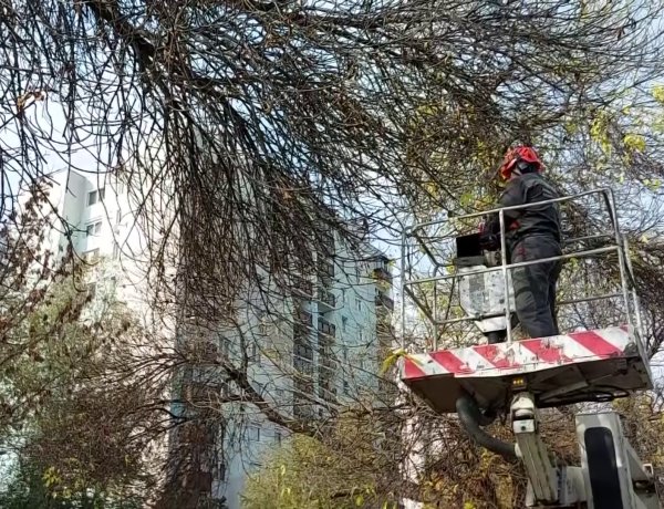 A város több pontján is favágási munkálatokat végeznek NYÍRVV munkatársai