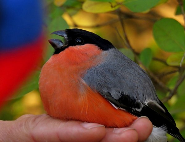 Őszi madártalálka és madárgyűrűzés a nyíregyházi Szelkó-tónál 