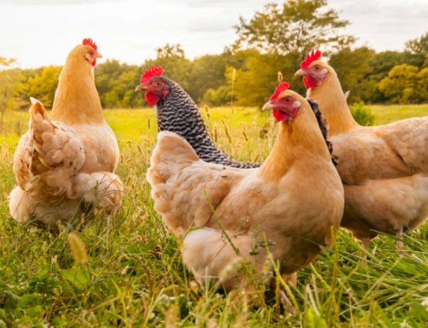 Tyúklopásért börtön is járhat - apa és fia együtt mentek lopni