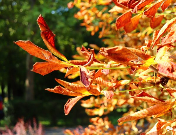 Kétarcú lesz az idő az országban pénteken, a keleti megyékben  kisüthet a nap