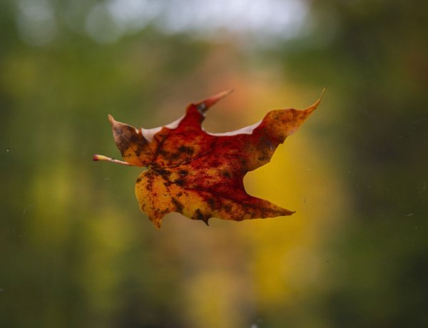 Enyhe záporokra készüljünk, a széldzseki is ajánlott - 12 és 17 fok között lesz a maximum