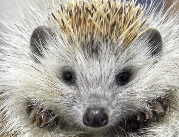 Legyünk óvatosak, mert „ártatlan betolakodók” bújhatnak meg az avarhalmokban