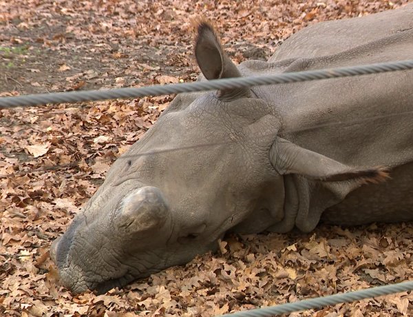 Húsvétra elkészül az India-ház – Európa legmodernebb rinocéroszháza épül Nyíregyházán