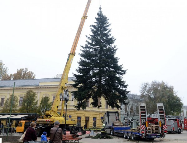 17 méteres a város karácsonyfája – Ünnepi fények igen, vásár azonban idén nem lesz
