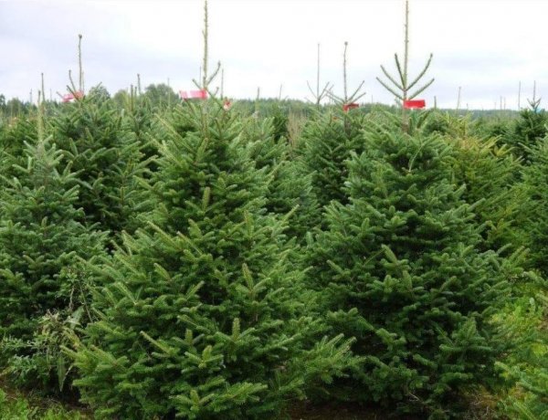 Csak kis mértékben emelkedhet a karácsonyi fenyő ára        