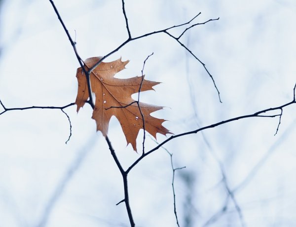 Közelít a tél - Fokozatosan hűl az idő a jövő héten         