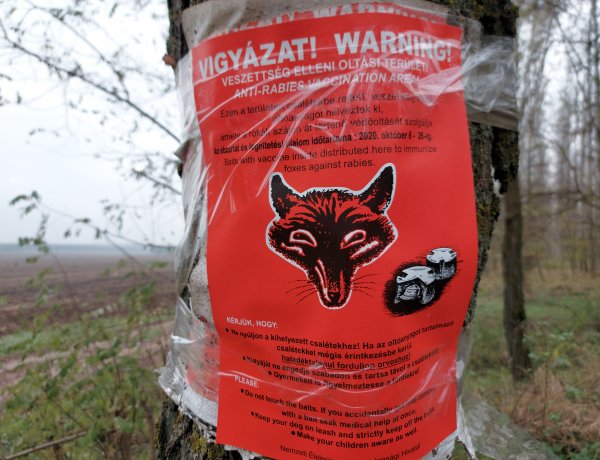 Pórázon sétáltassák a kutyákat Nyíregyháza külterületein!   