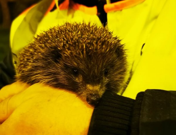 Süni életét mentették meg a Bűnügyi Polgárőrök Nyíregyházán!