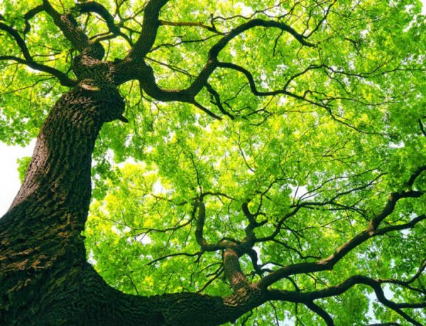 Tizenhat érv a fák mellett – miért fontosak, és miért jó, hogy a közelünkben vannak?