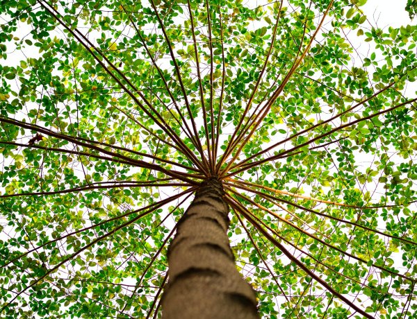 Mindennapi kultúránk részei a fák – ne bántsuk őket!        