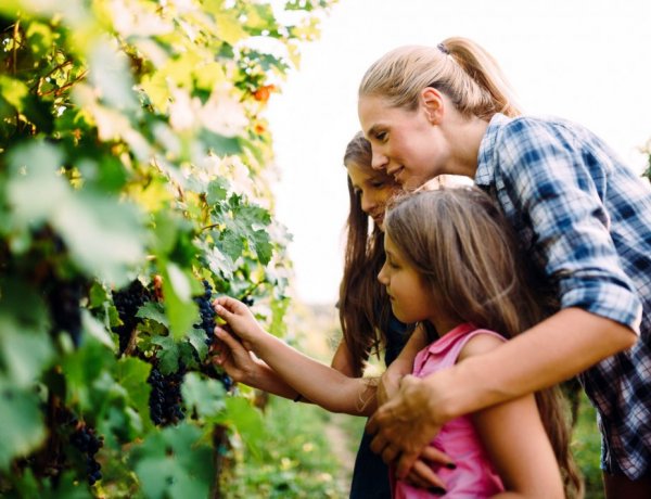 Most éri meg őstermelőnek lenni - 10 millió forint bevételig nem kell adót fizetni