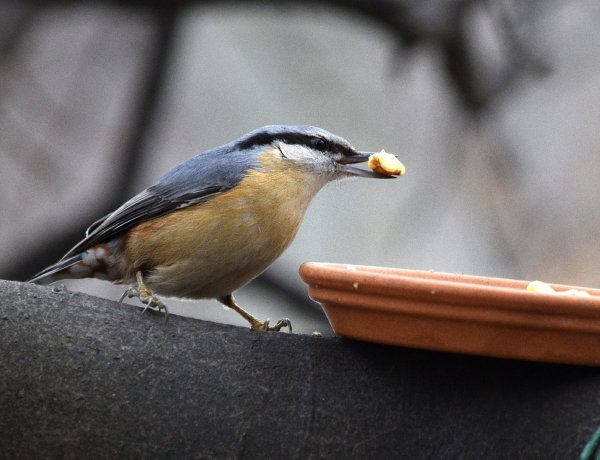Így járhatunk kedvenc madaraink kedvében a télen             