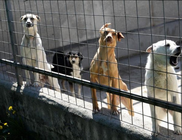 Örökbefogadás a COVID idején – A megszokottnál többen keresték az Állatbarát Alapítványt