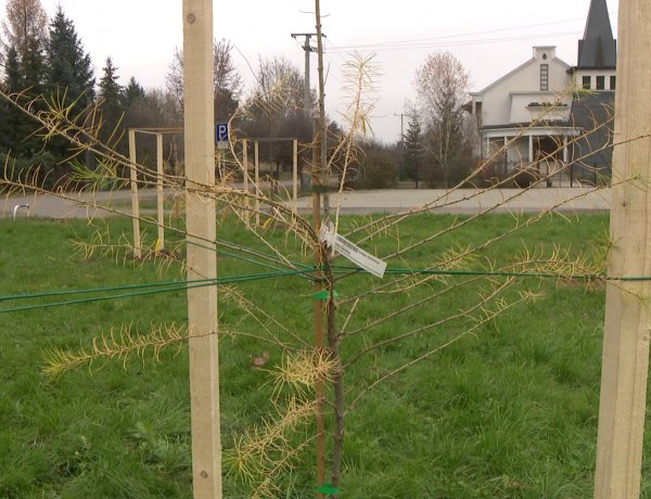 Tovább zöldül Sóstó  – Éger, platán és hársfa Sóstón                  