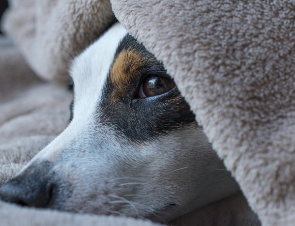 Új pirotechnológiai eljárás az állatbarátok számára: itt a kutyabarát csendes tűzijáték!