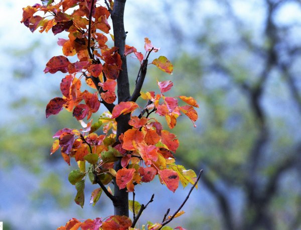 Fásítás – 33 fát ültettek el az Északi temetőben             