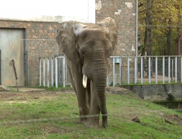 Európa legnagyobb afrikai elefántbikája visszatért családjához a Nyíregyházi Állatparkba