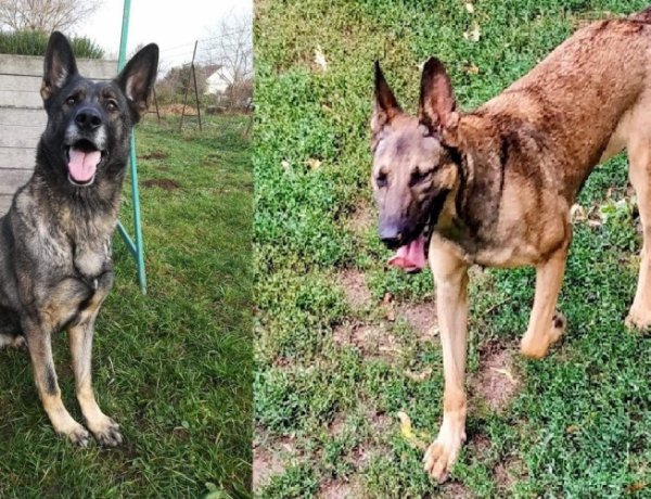 Lezárt ügy: Maya és Stefi, a két szabolcsi szolgálati eb is segítette a bizonyítást