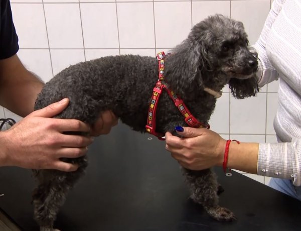 Négylábú barátaink időskori betegségei – Állatorvosi tanácsok kutyabaj ellen