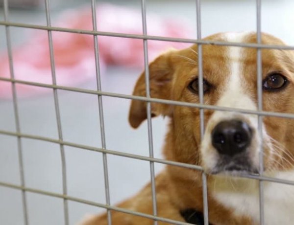 Karácsonyi bazár az Állatbarát Alapítvány Csatorna utcai telephelyén