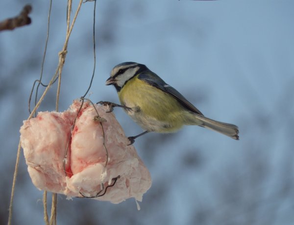 Téli madáretetés: miket, mivel, mikor hol és milyen etetővel?