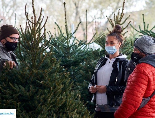 Idén is a nordmann fenyők a legkeresettebbek a piacokon – Videó!