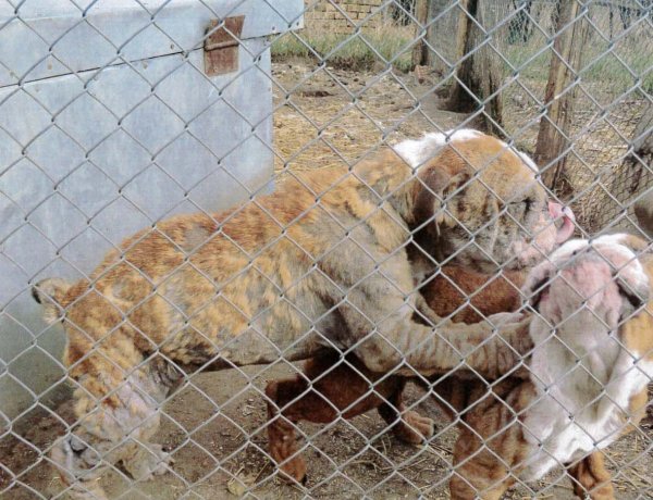 166 kutyát mentettek ki a nyírbogáti tanyákról                 