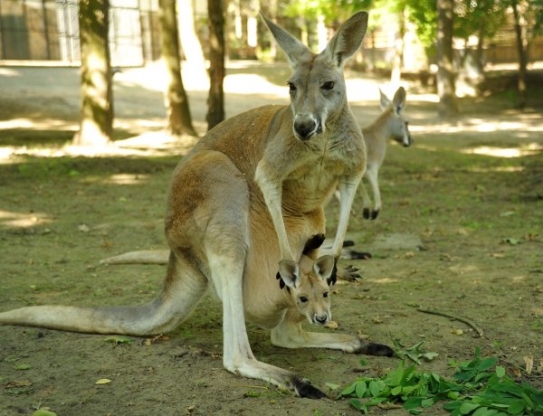 A vörös óriáskenguruk európai tenyészprogramját Nyíregyházáról koordinálják