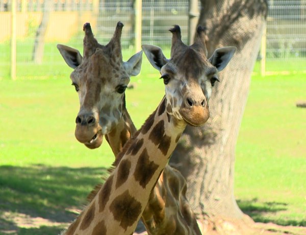 Az állatvilág csodálatos rekordjai – Legek a Nyíregyházi Állatparkban