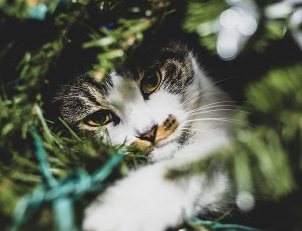 Milyen veszélyek leselkedhetnek kedvenceinkre karácsonykor? 