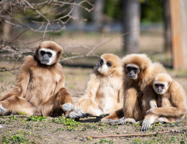 A Nyíregyházi Állatpark cukiságai is élvezték a mai napsütést