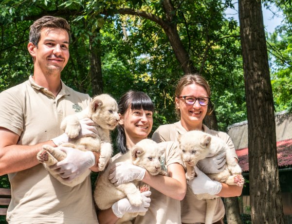 A tavaszi nehézségek ellenére sikeresen zárult a 2020-as év, a Nyíregyházi Állatparkban