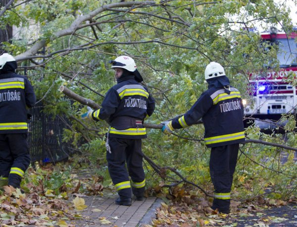 Hajnalban viharos szél érte el Szabolcs-Szatmár-Bereg megyét, nagy méretű fák dőltek ki