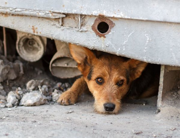 Az állatvédők felmentést kapnak szilveszterre a kijárási tilalom alól