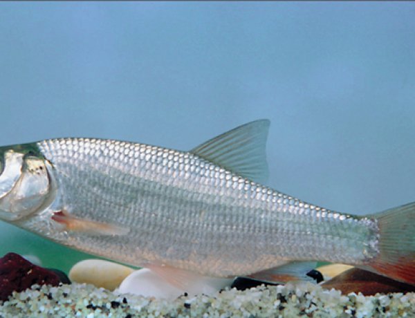 A jászkeszeg lett az év hala a közönségszavazáson           