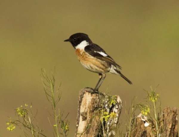 Magyar Madártani és Természetvédelmi Egyesület: 2021-ben az Év madara a cigánycsuk