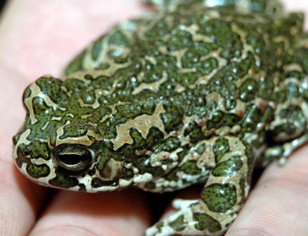 Zöld varangy: akár saját udvarunkon is találkozhatunk az év kétéltűjével